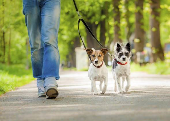 Woof Walk